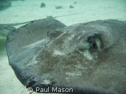 I SEE YOU! by Paul Mason 